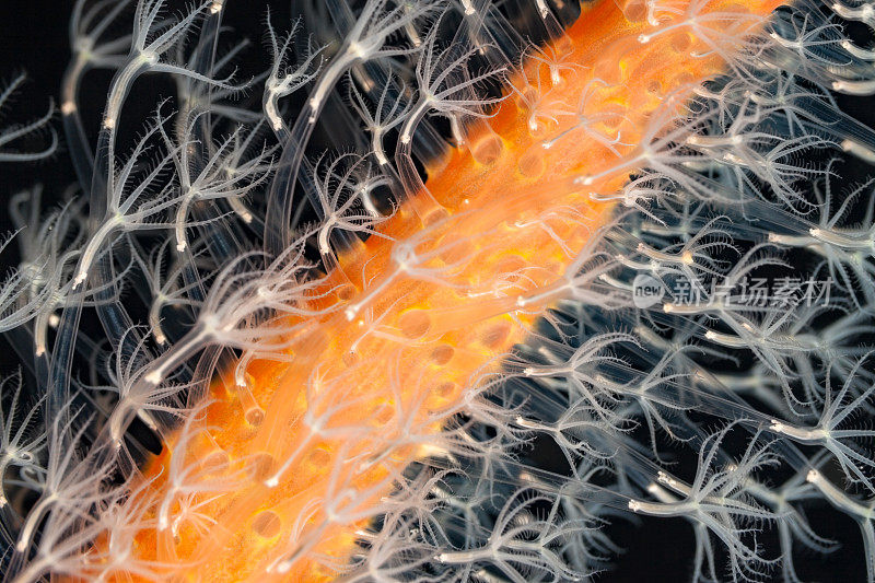 指状海Pen Veretillum sp.的花状珊瑚虫，Flores Indonesia